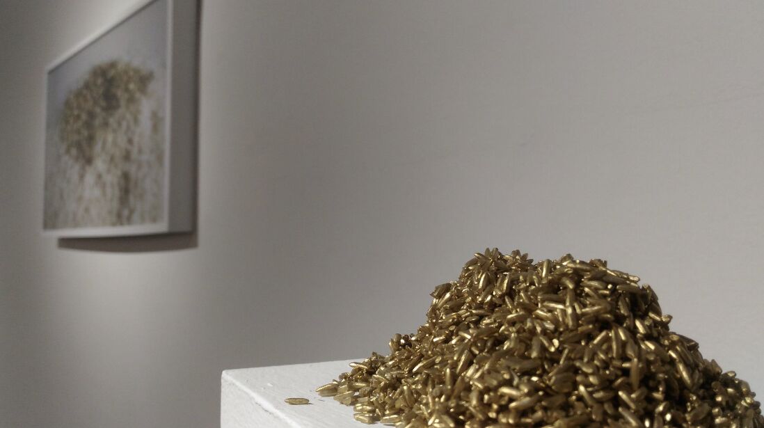 Golden Rice by José Cosme, close installation view of golden rice on a white plinth