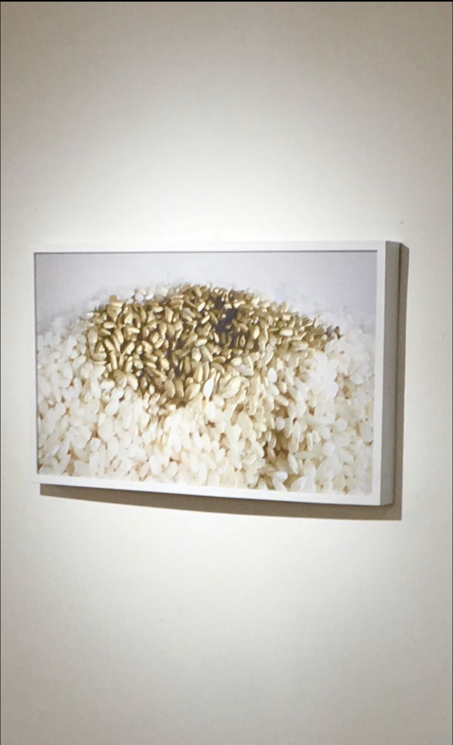Golden Rice by José Cosme, framed photographic work showing gold and white rice