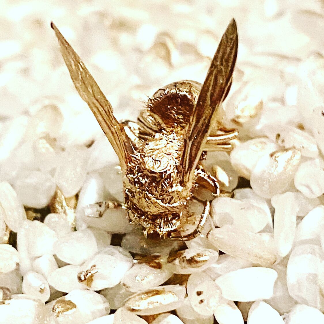 Golden Rice by José Cosme, golden insect among white and gold rice grains
