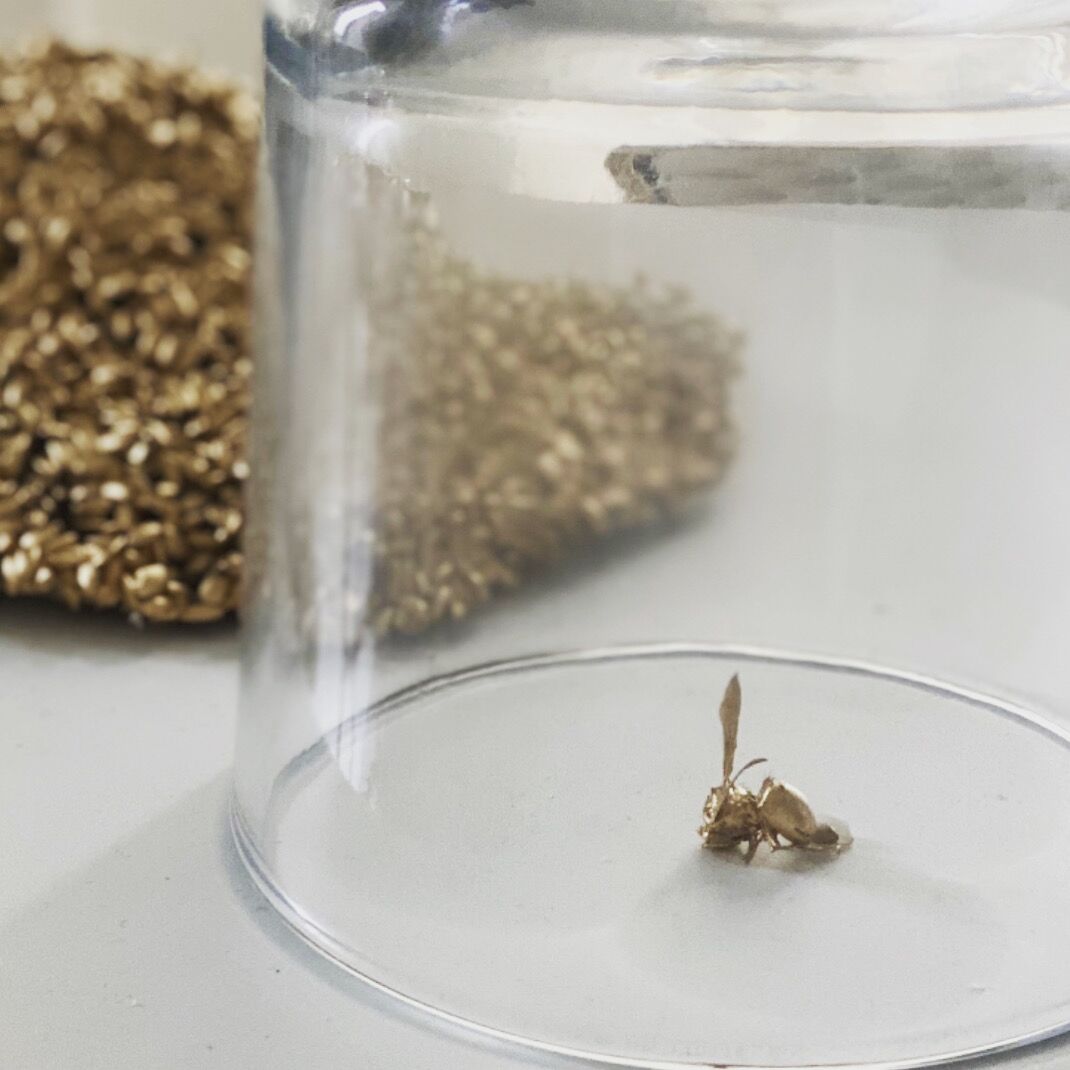 Golden Rice by José Cosme, small golden biological specimen beneath a glass vessel